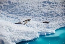 O gelo da antártica está desaparecendo, certo? Não é bem assim e há uma surpresa inacreditável por trás dessa verdade.