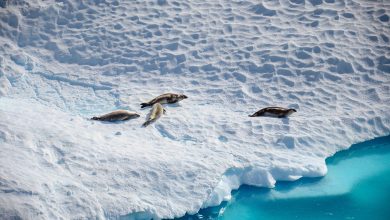 O gelo da antártica está desaparecendo, certo? Não é bem assim e há uma surpresa inacreditável por trás dessa verdade.