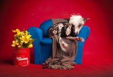 Atenção pet o que parece carinho pode esconder um comportamento preocupante — e afeta mais gente do que você imagina.