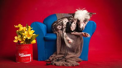 Atenção pet o que parece carinho pode esconder um comportamento preocupante — e afeta mais gente do que você imagina.