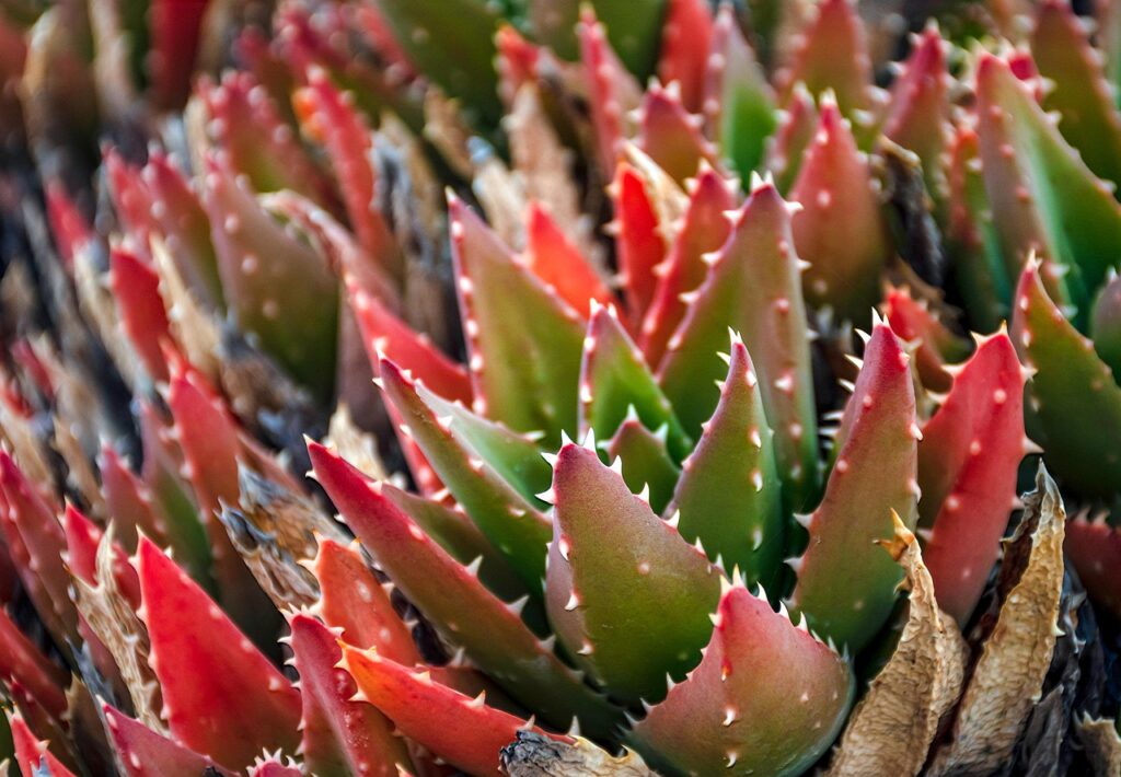 Verdadeiras sobreviventes! Essas plantas aguentam altíssimas temperaturas e adoram o Brasil por causa disso; veja mais sobre o assunto.