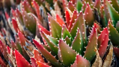 Verdadeiras sobreviventes! Essas plantas aguentam altíssimas temperaturas e adoram o Brasil por causa disso; veja mais sobre o assunto.