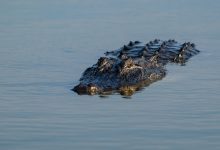 Jacaré protagoniza cena de filme de terror nos Estados Unidos da América; veja o que aconteceu.