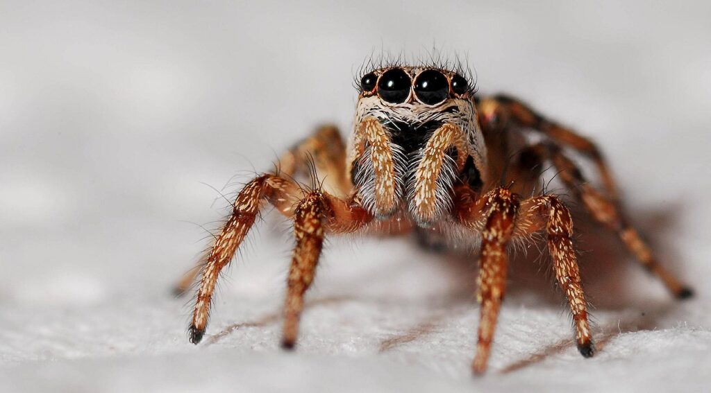 Aranhas gigantes invadindo sua casa; imagine se essa realidade fosse verdade! Ela está acontecendo com brasileiros de uma região específica.